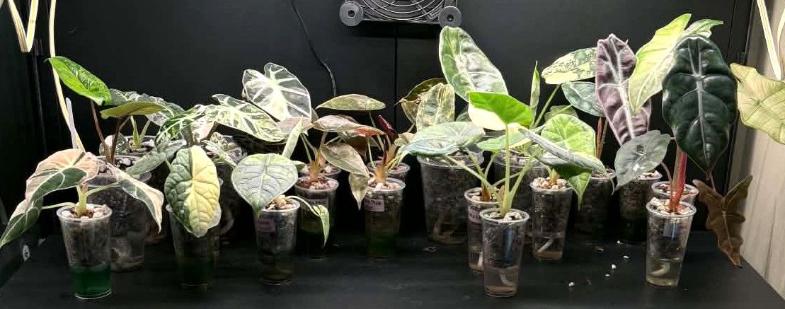 Alocasia Collection
