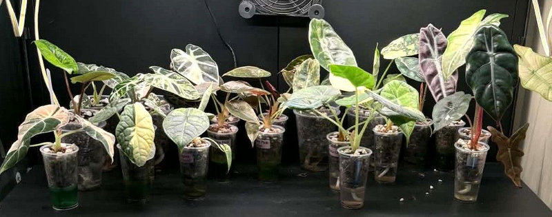 Alocasia Collection