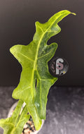 Alocasia portei aurea - 0765