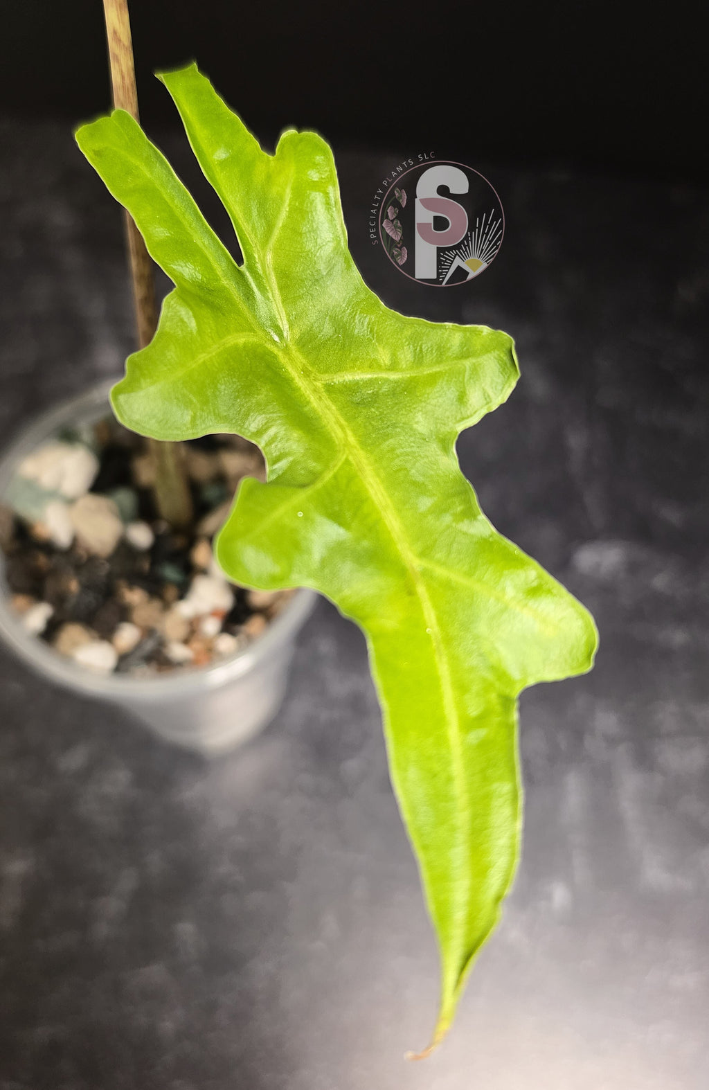 Alocasia portei aurea - 0765