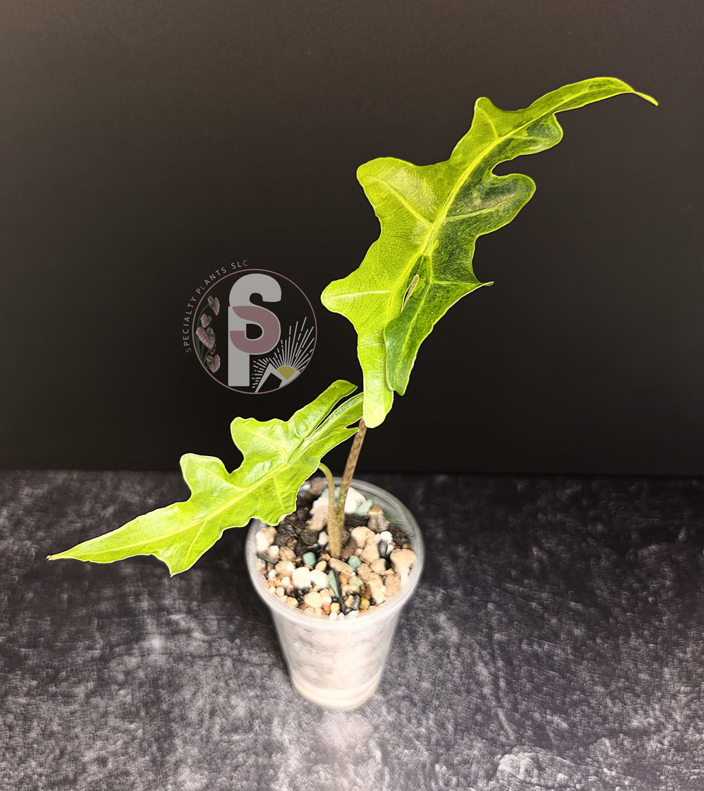 Alocasia portei aurea - 0765