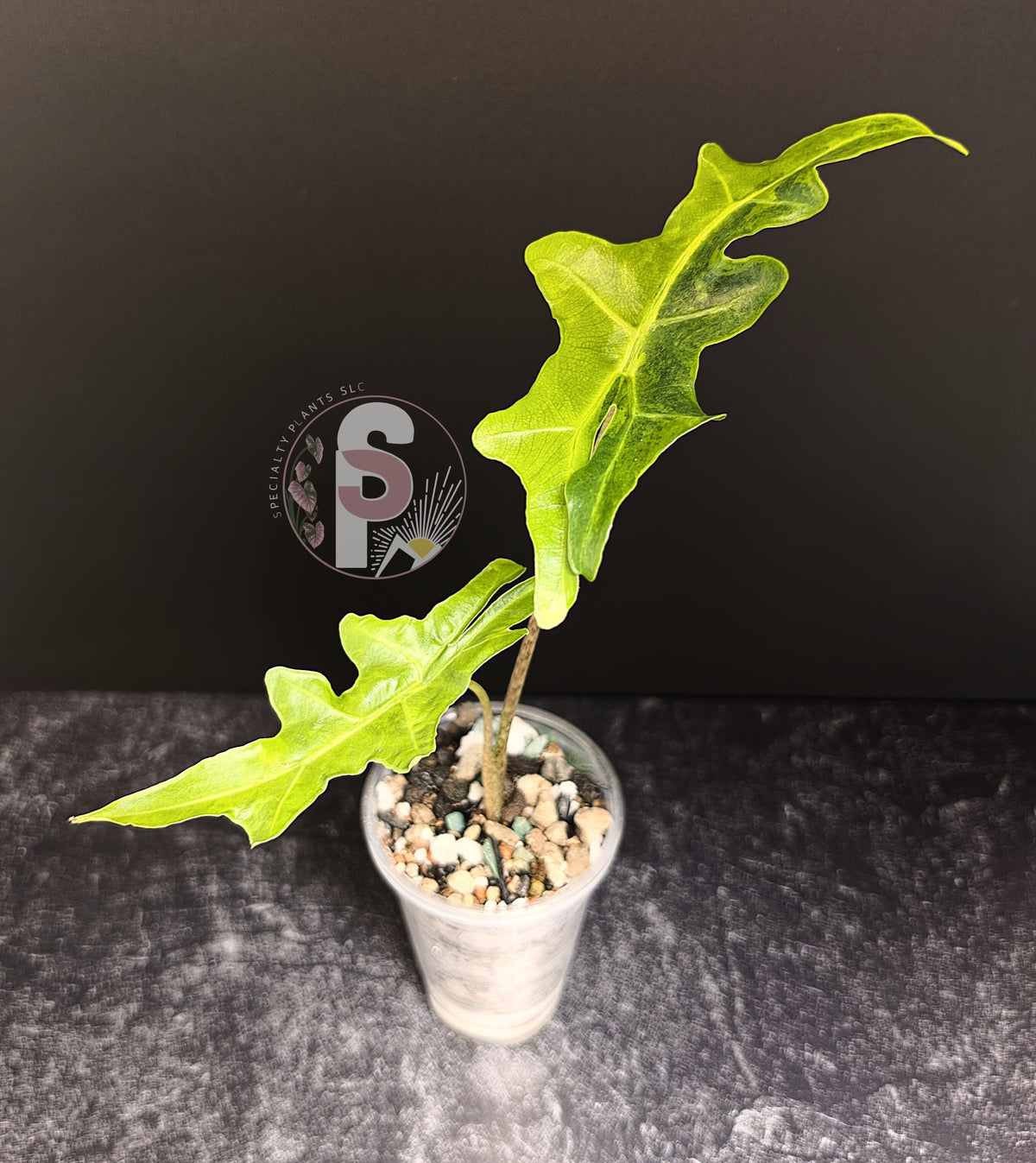 Alocasia portei aurea - 0765