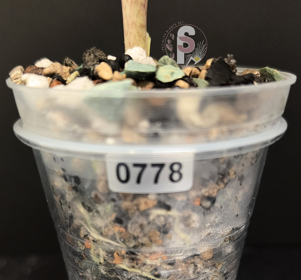 Alocasia sarian aurea - 0778
