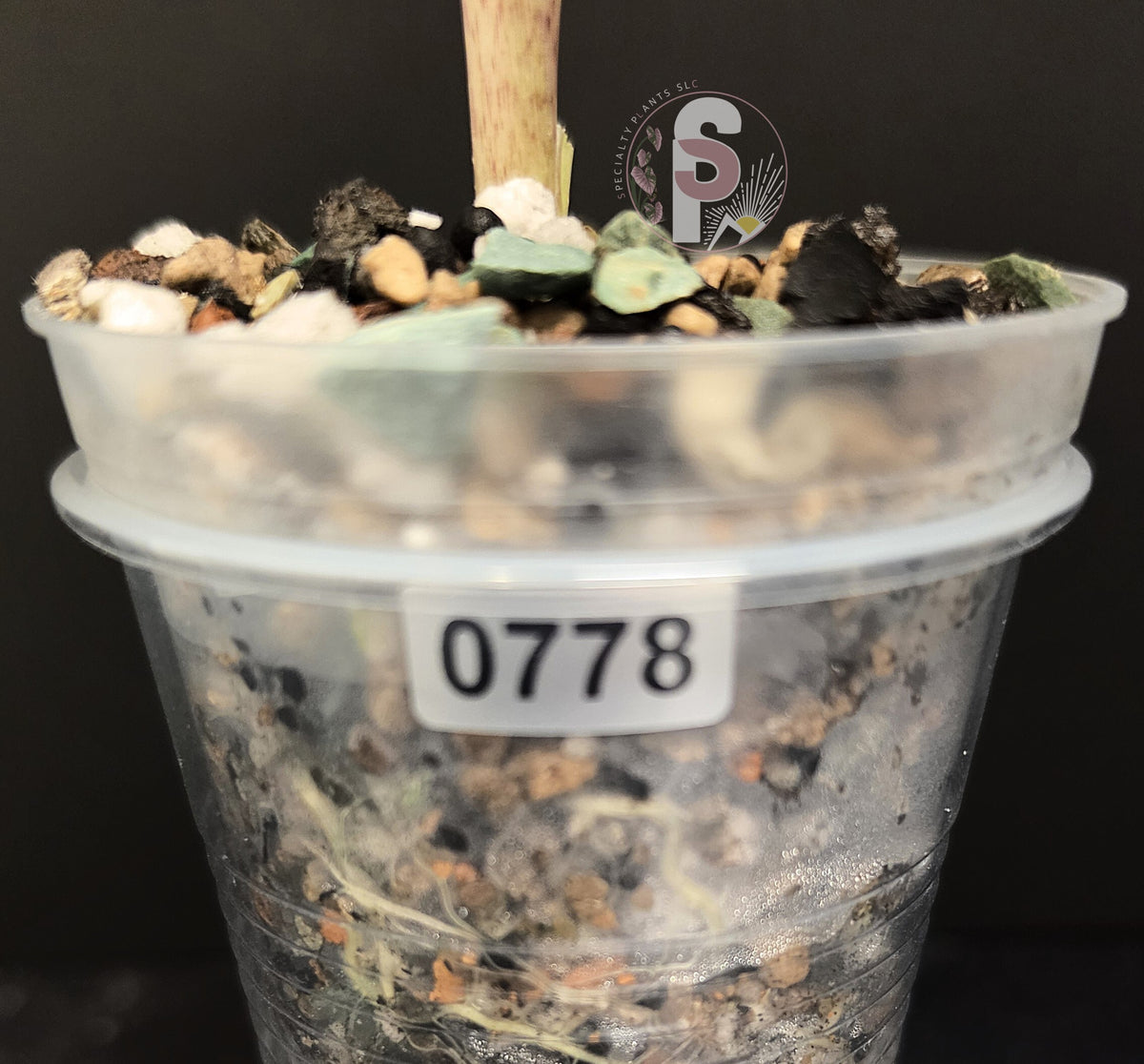 Alocasia sarian aurea - 0778