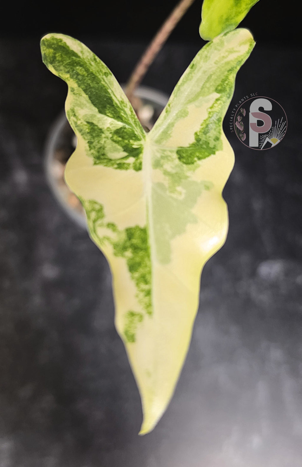 Alocasia sarian aurea - 0778
