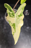 Alocasia sarian aurea - 0778