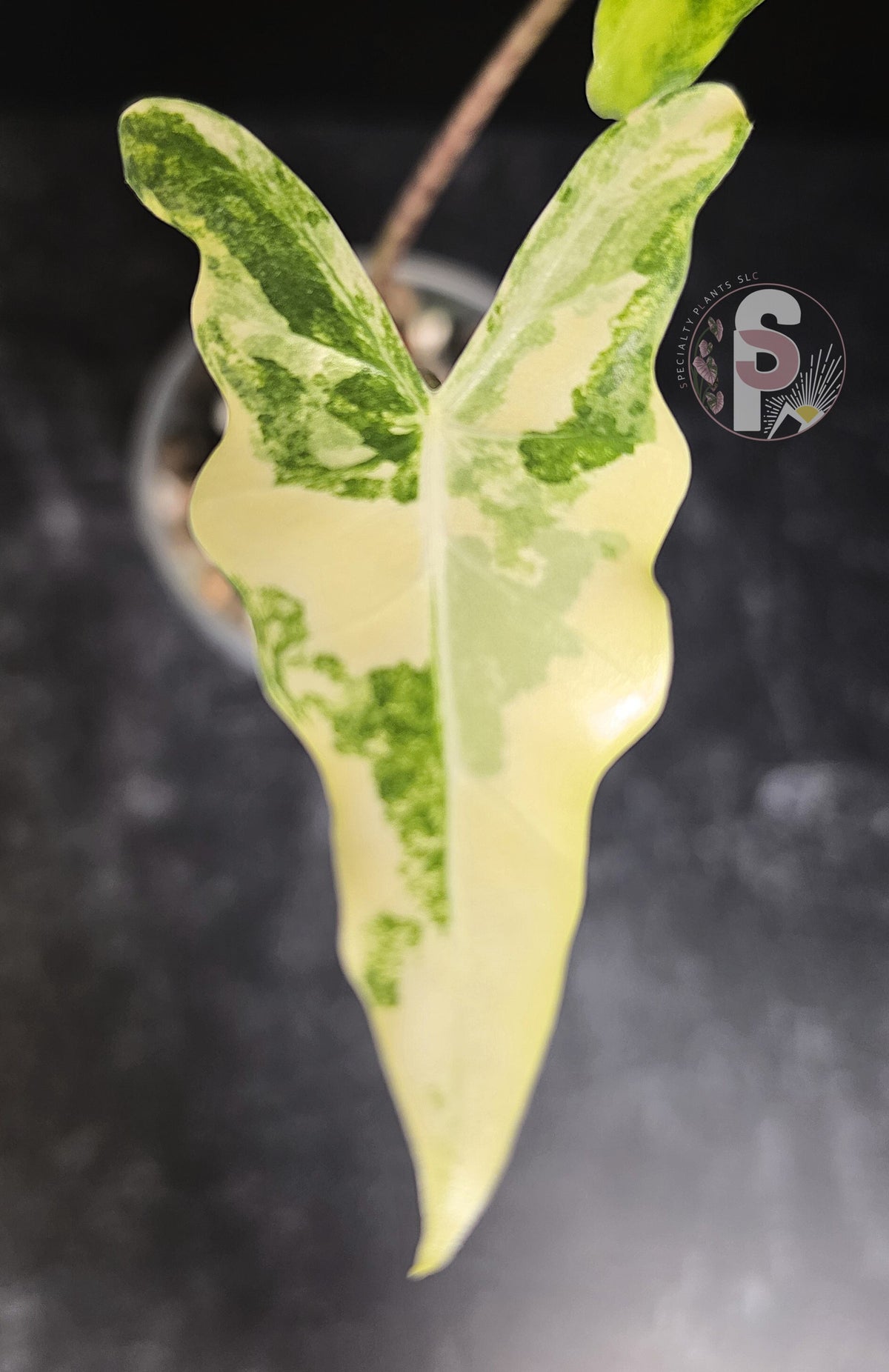 Alocasia sarian aurea - 0778