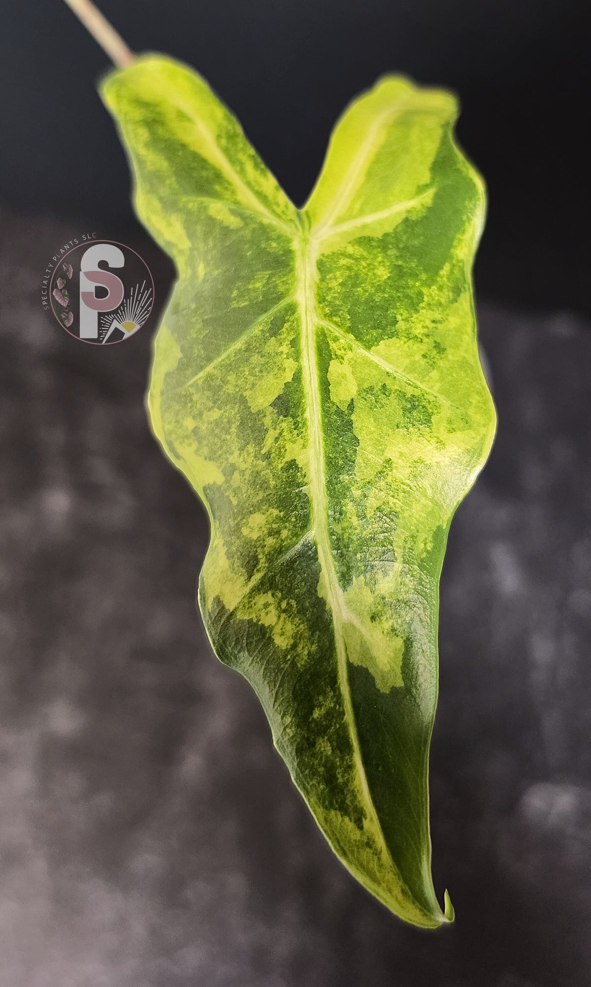 Alocasia sarian aurea - 0778