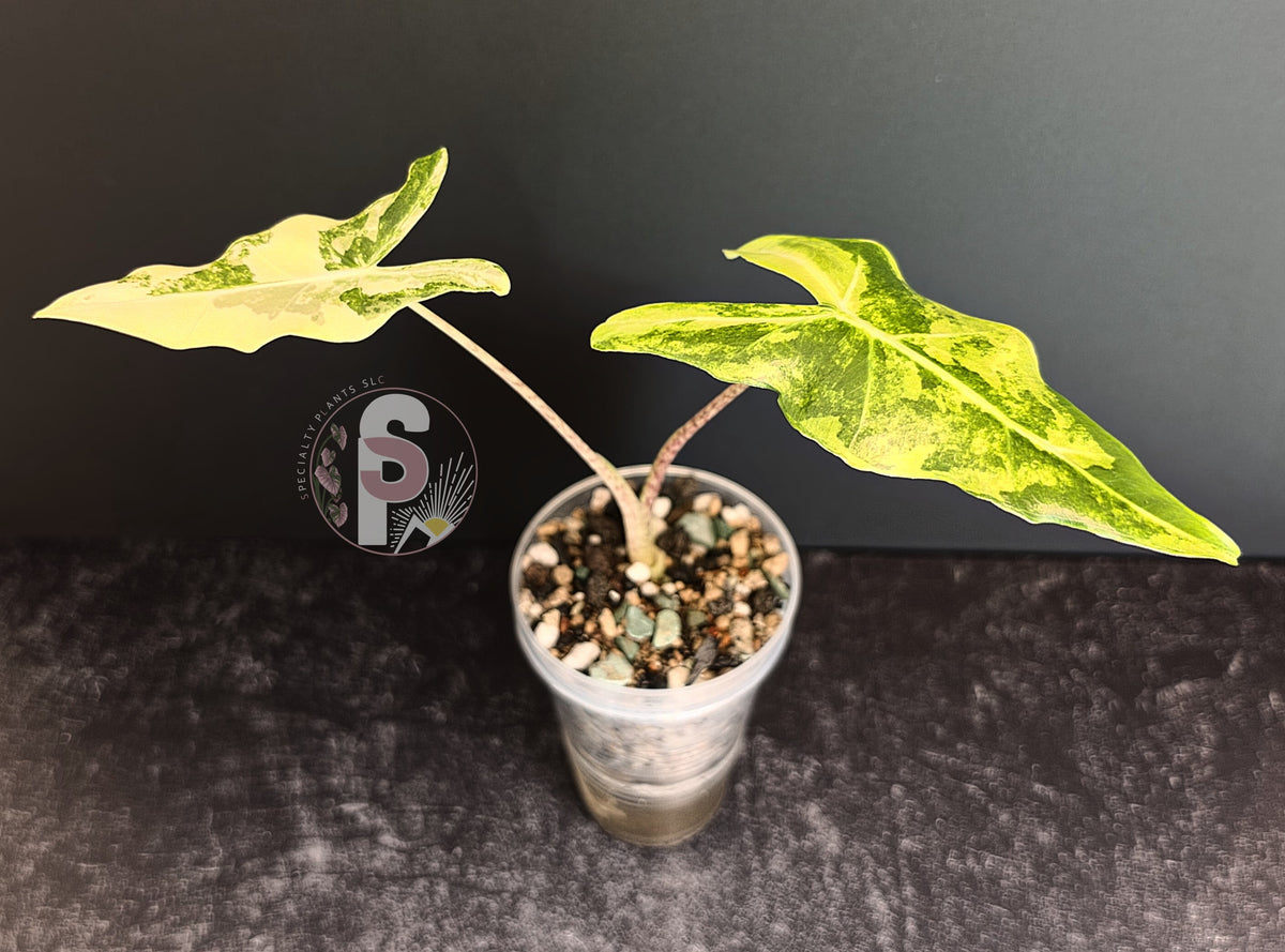 Alocasia sarian aurea - 0778