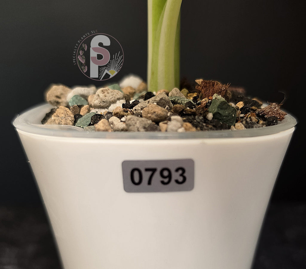 Alocasia regal shields albo/lava - 0793