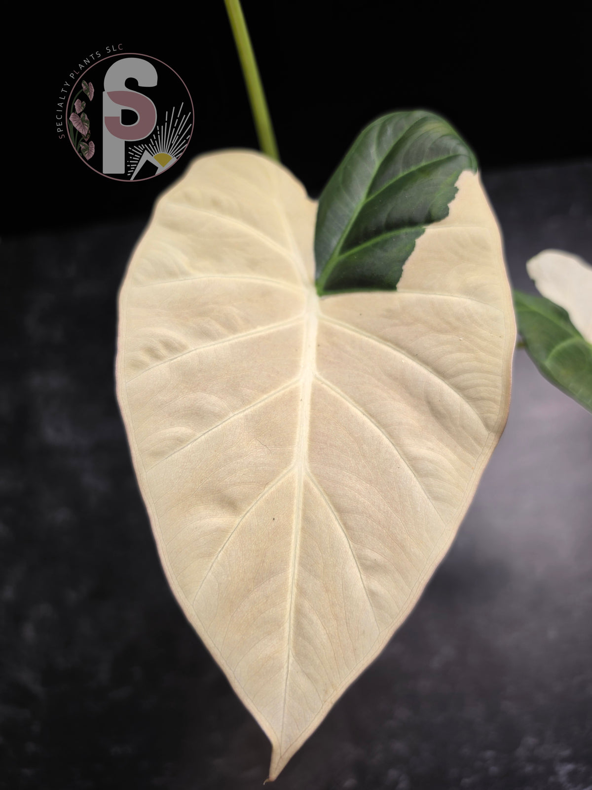 Alocasia regal shields albo/lava - 0793