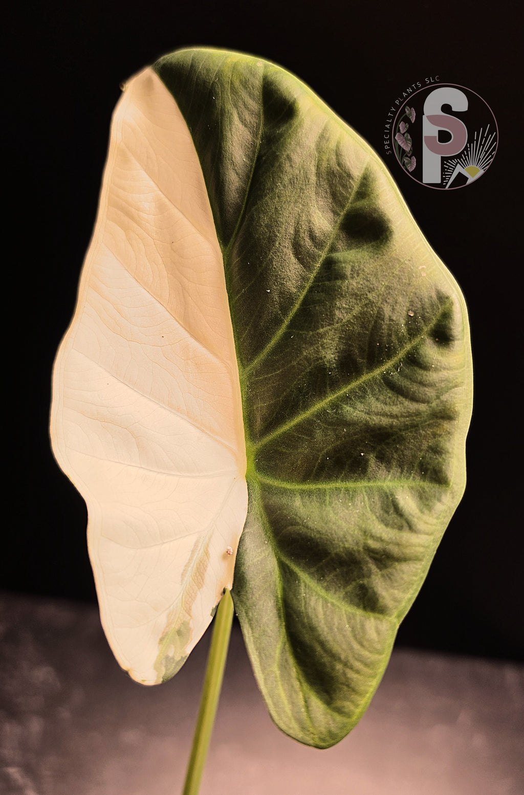 Alocasia regal shields albo/lava - 0793