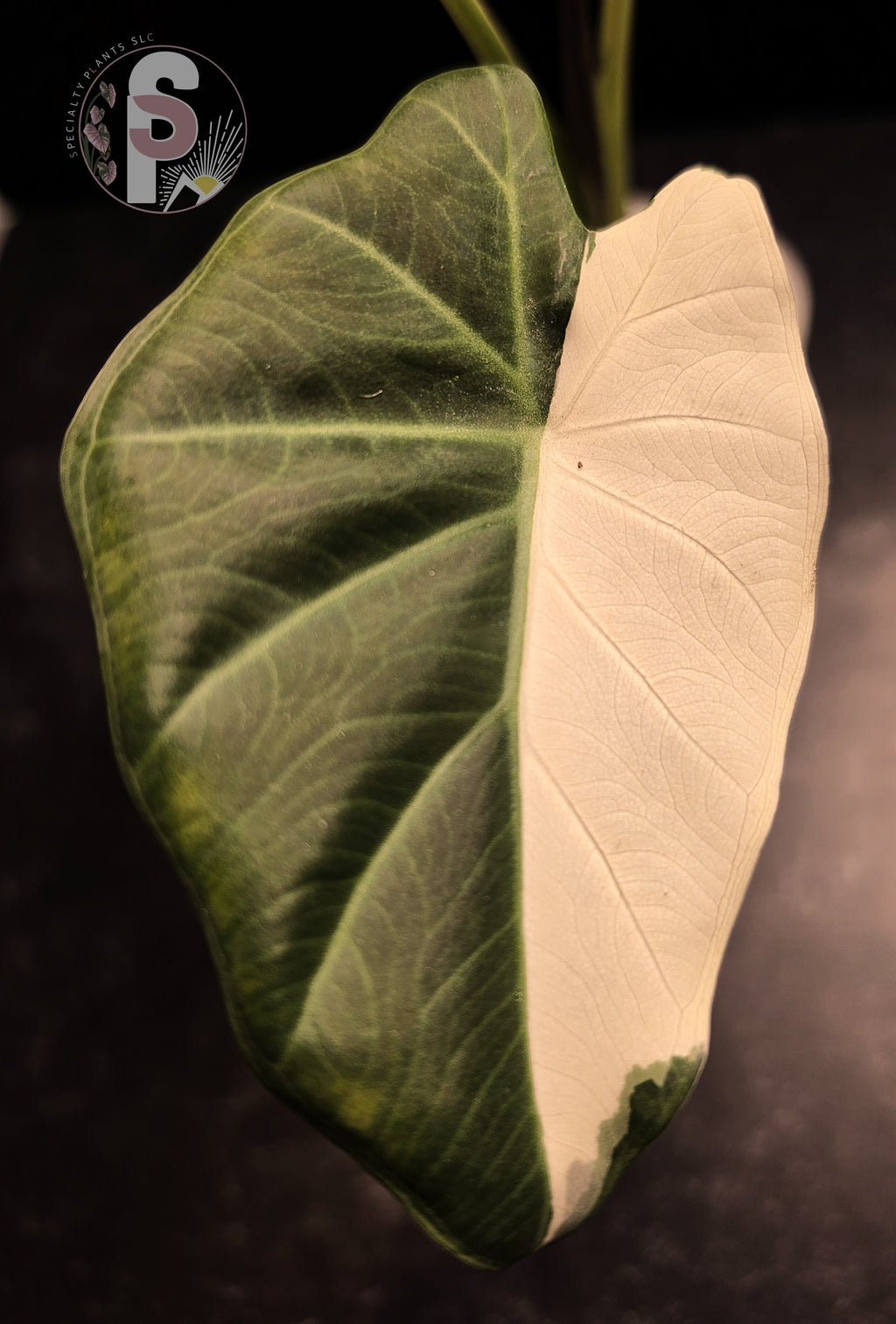 Alocasia regal shields albo/lava - 0793