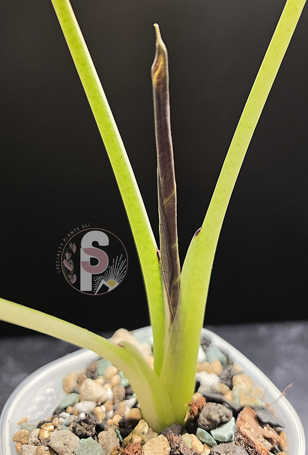 Alocasia regal shields albo/lava - 0793