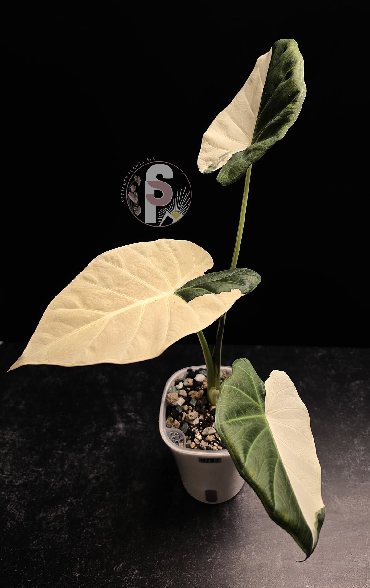 Alocasia regal shields albo/lava - 0793