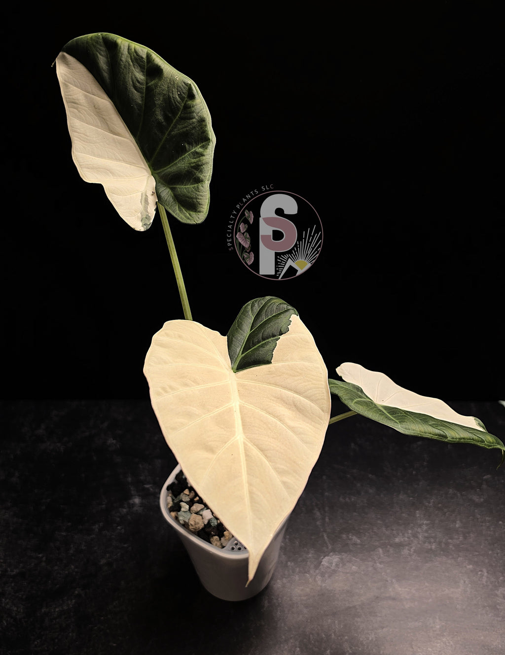 Alocasia regal shields albo/lava - 0793