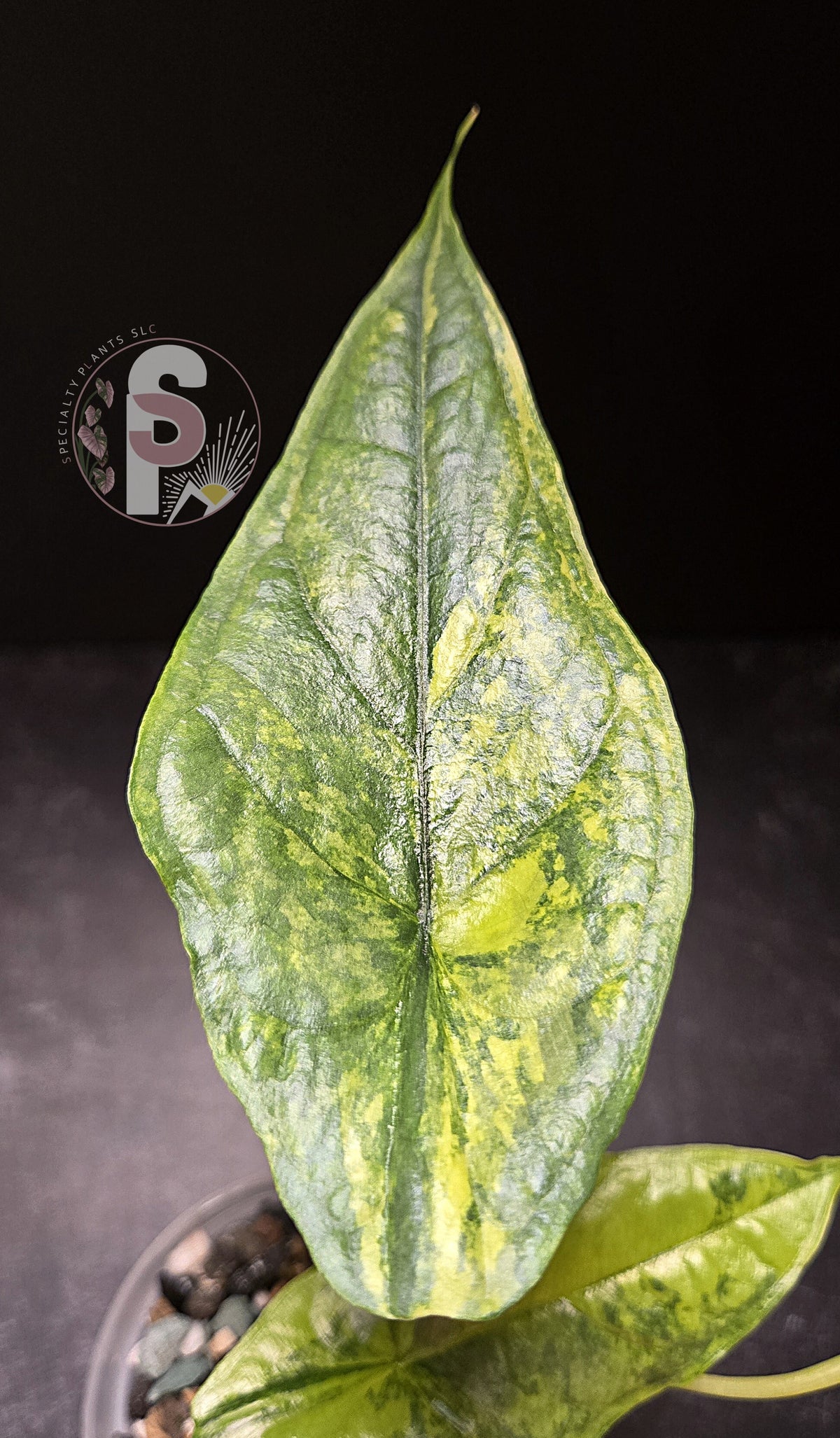 Alocasia dragon's breath aurea - 0795