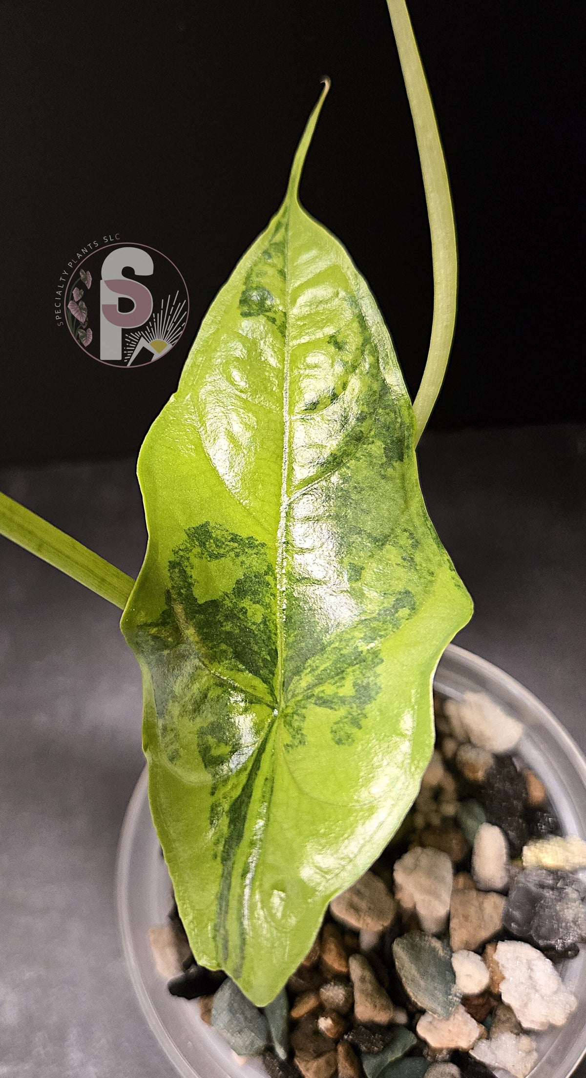 Alocasia dragon's breath aurea - 0795
