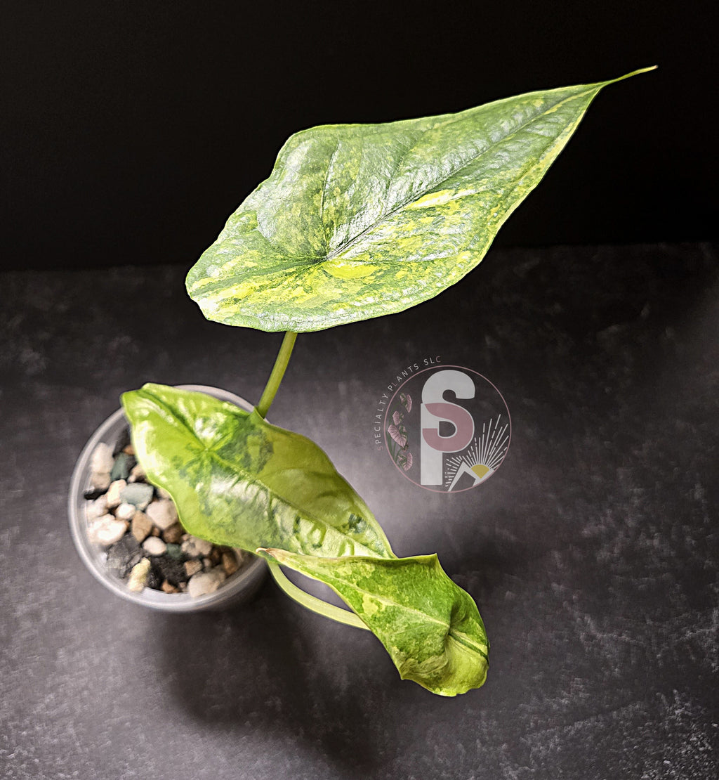 Alocasia dragon's breath aurea - 0795