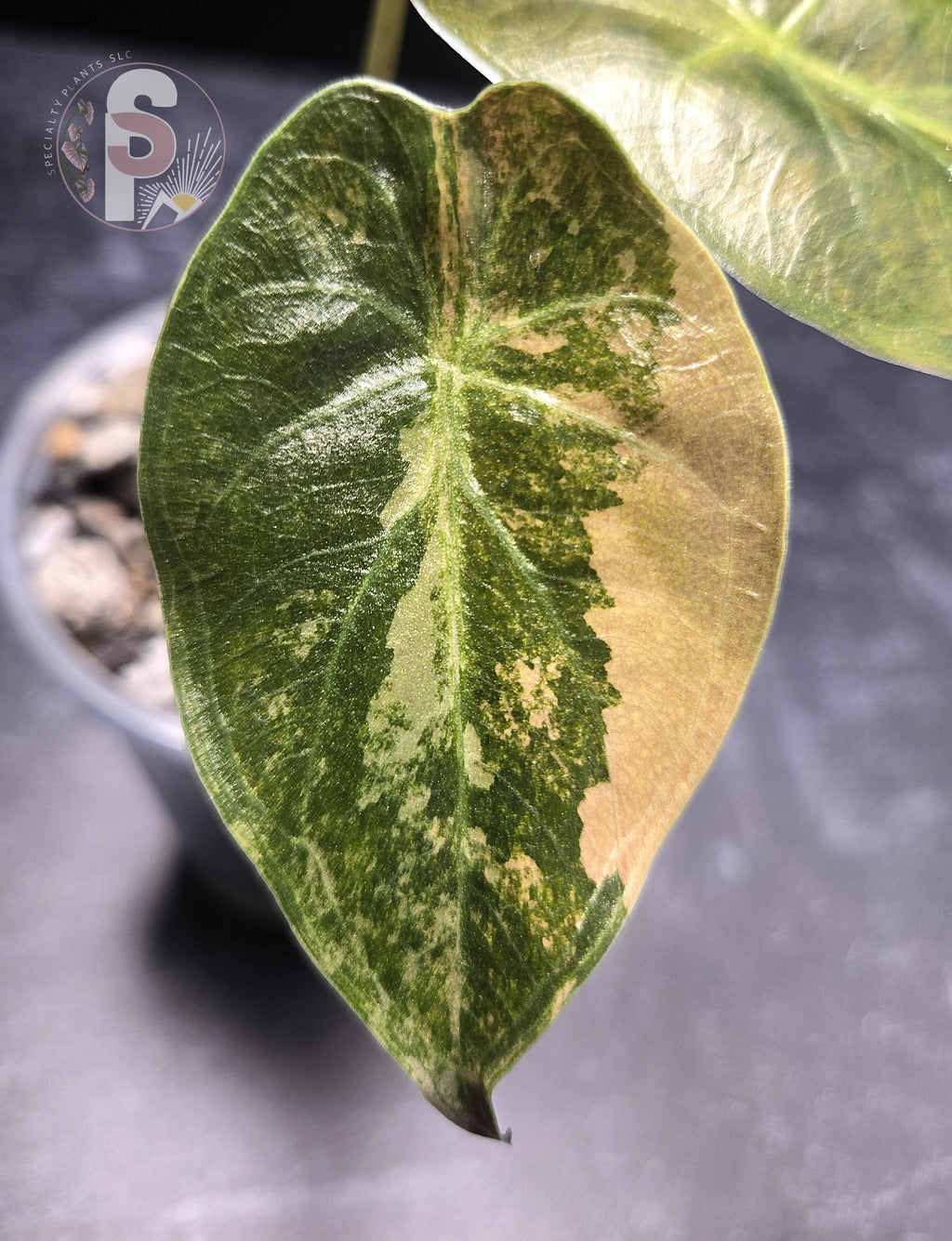 Alocasia wentii aurea - 0797