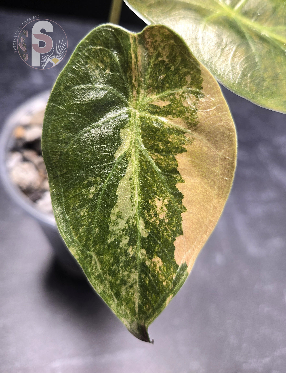 Alocasia wentii aurea - 0797