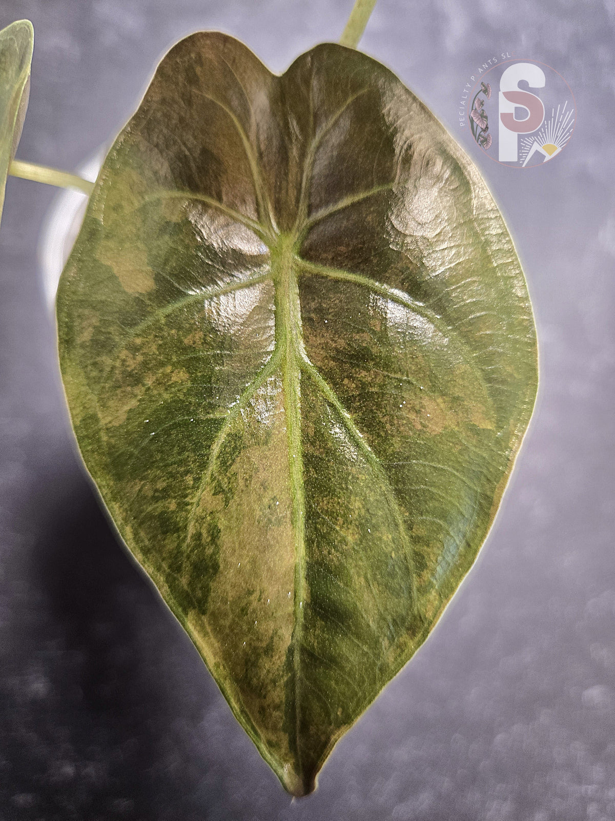 Alocasia wentii aurea - 0797