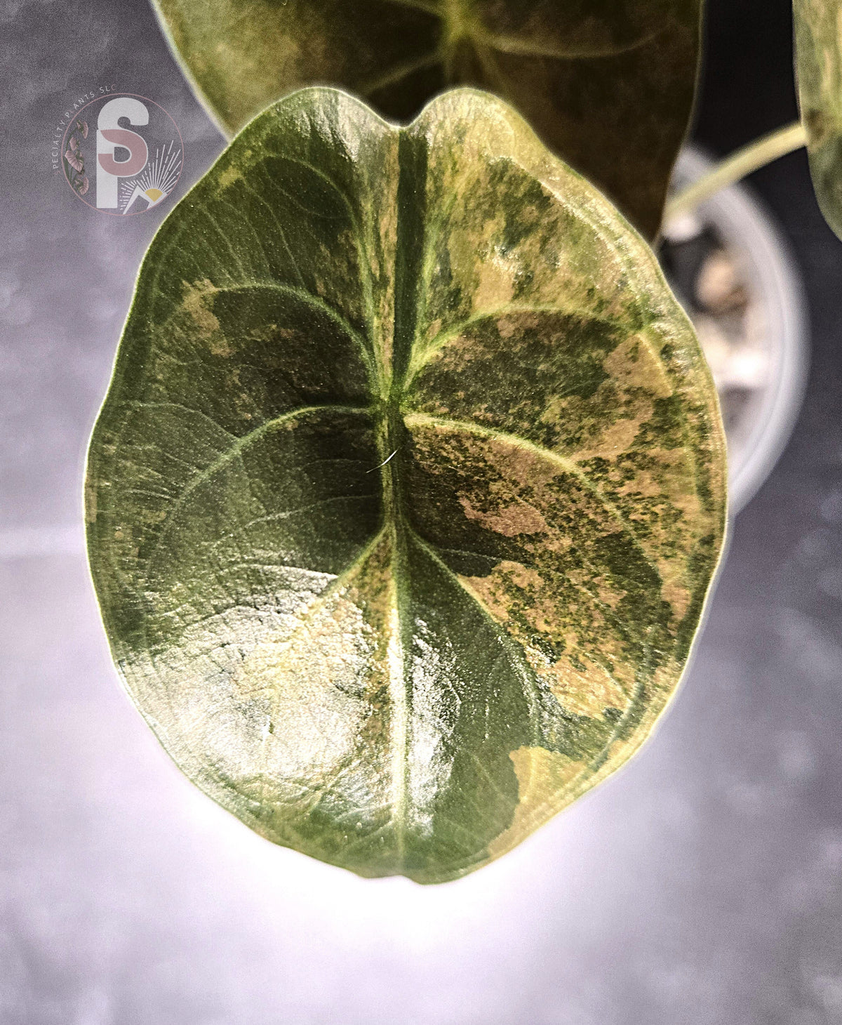Alocasia wentii aurea - 0797