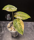 Alocasia wentii aurea - 0797
