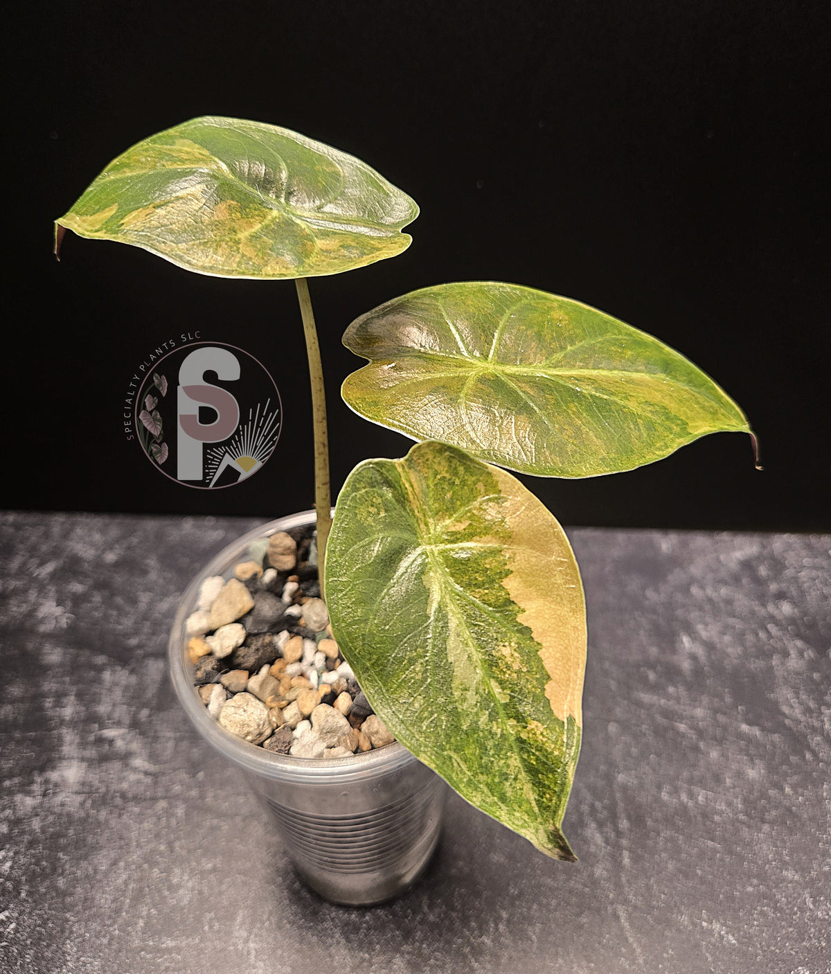 Alocasia wentii aurea - 0797