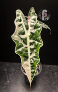Alocasia sanderiana (Bull) pink - 0798