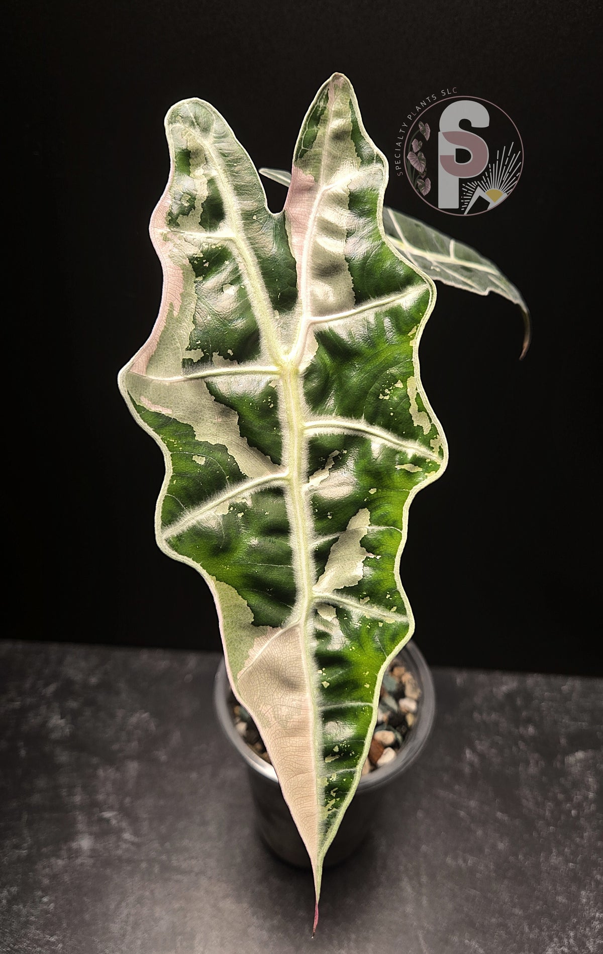 Alocasia sanderiana (Bull) pink - 0798