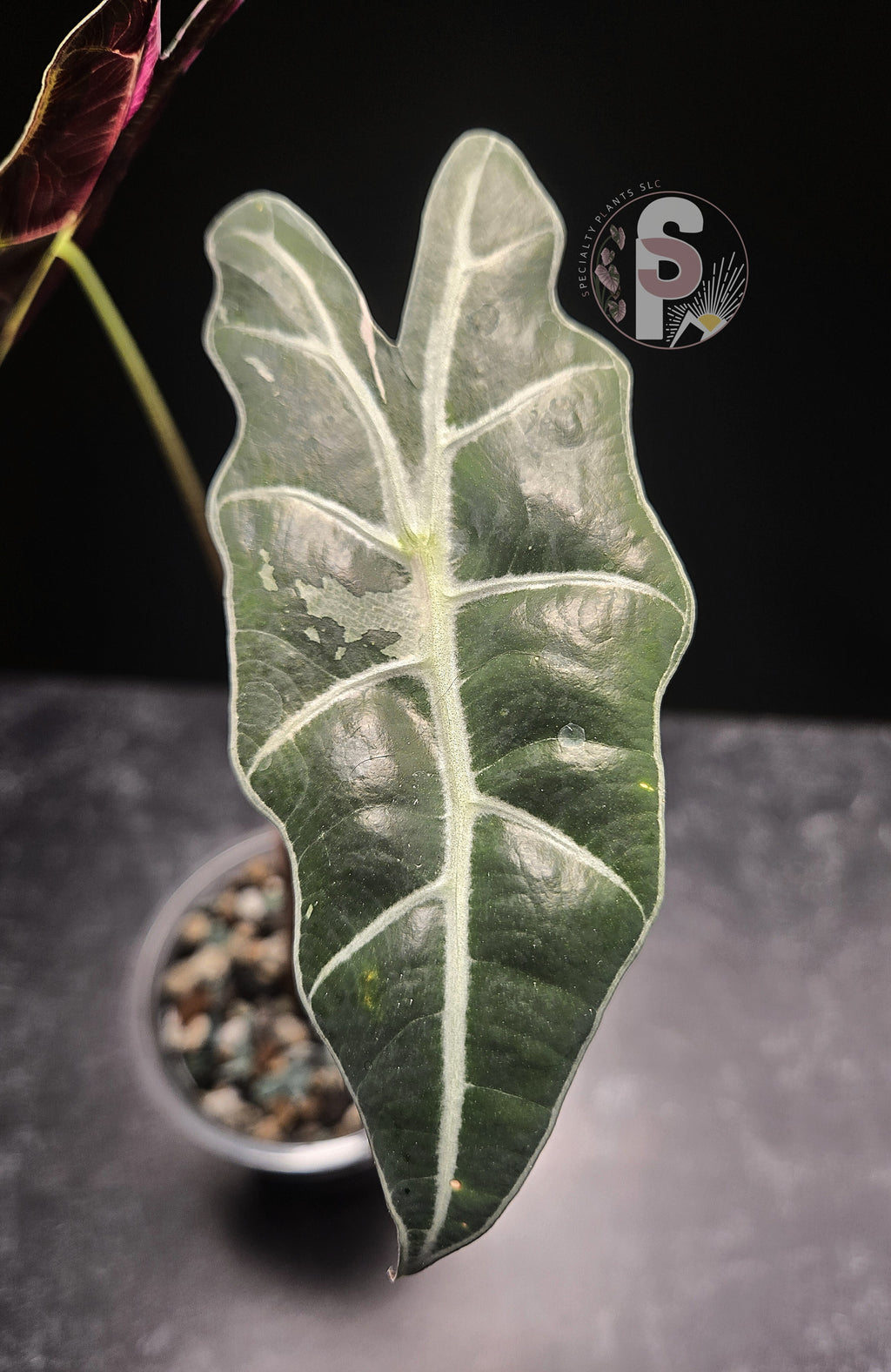 Alocasia sanderiana (Bull) pink - 0798