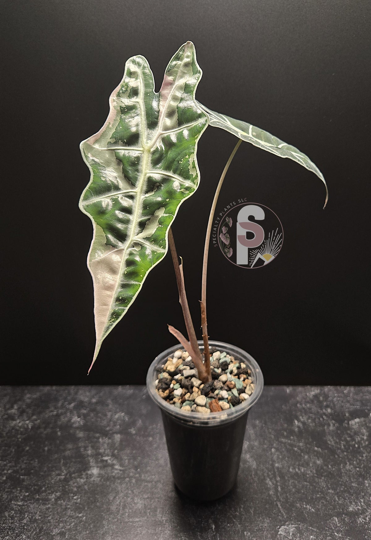 Alocasia sanderiana (Bull) pink - 0798
