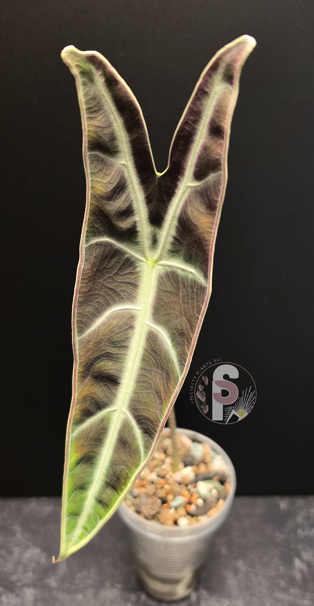 Alocasia longiloba purple - 0804