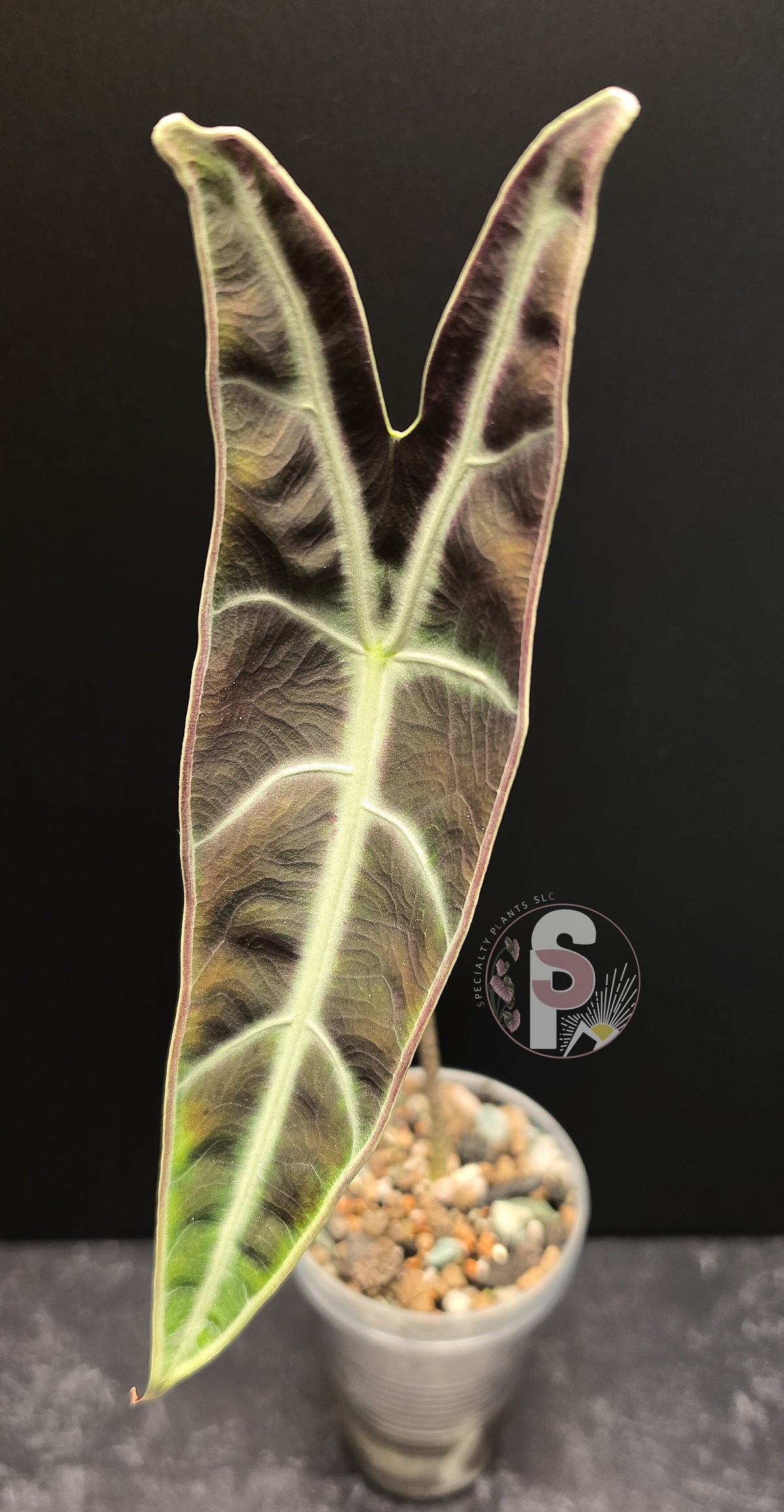 Alocasia longiloba purple - 0804