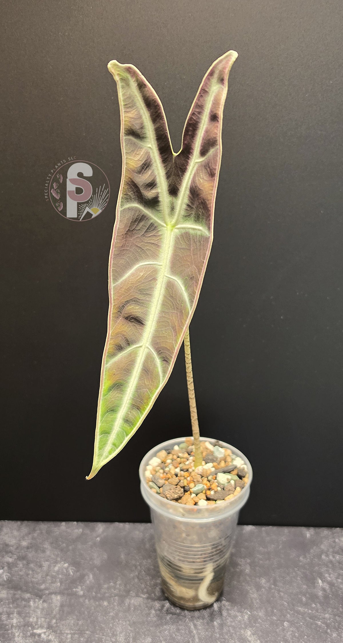 Alocasia longiloba purple - 0804