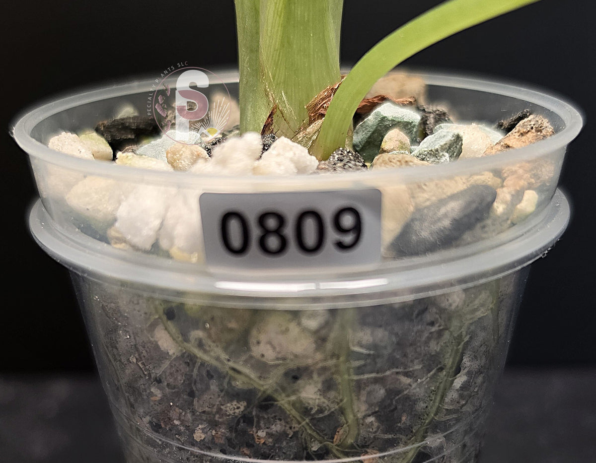 Alocasia dragon scale albo - 0809