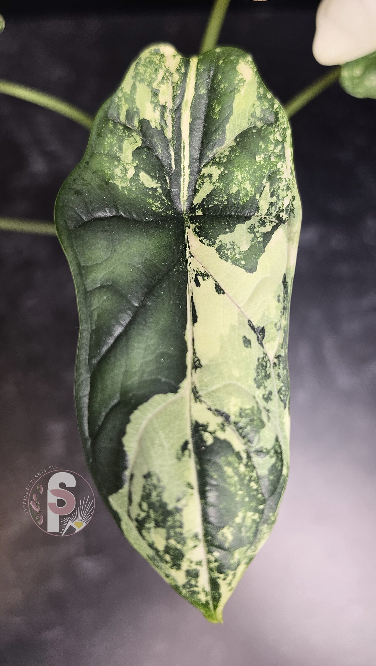 Alocasia dragon scale albo - 0809