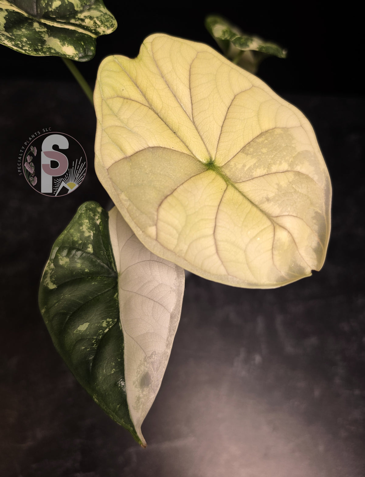 Alocasia dragon scale albo - 0809