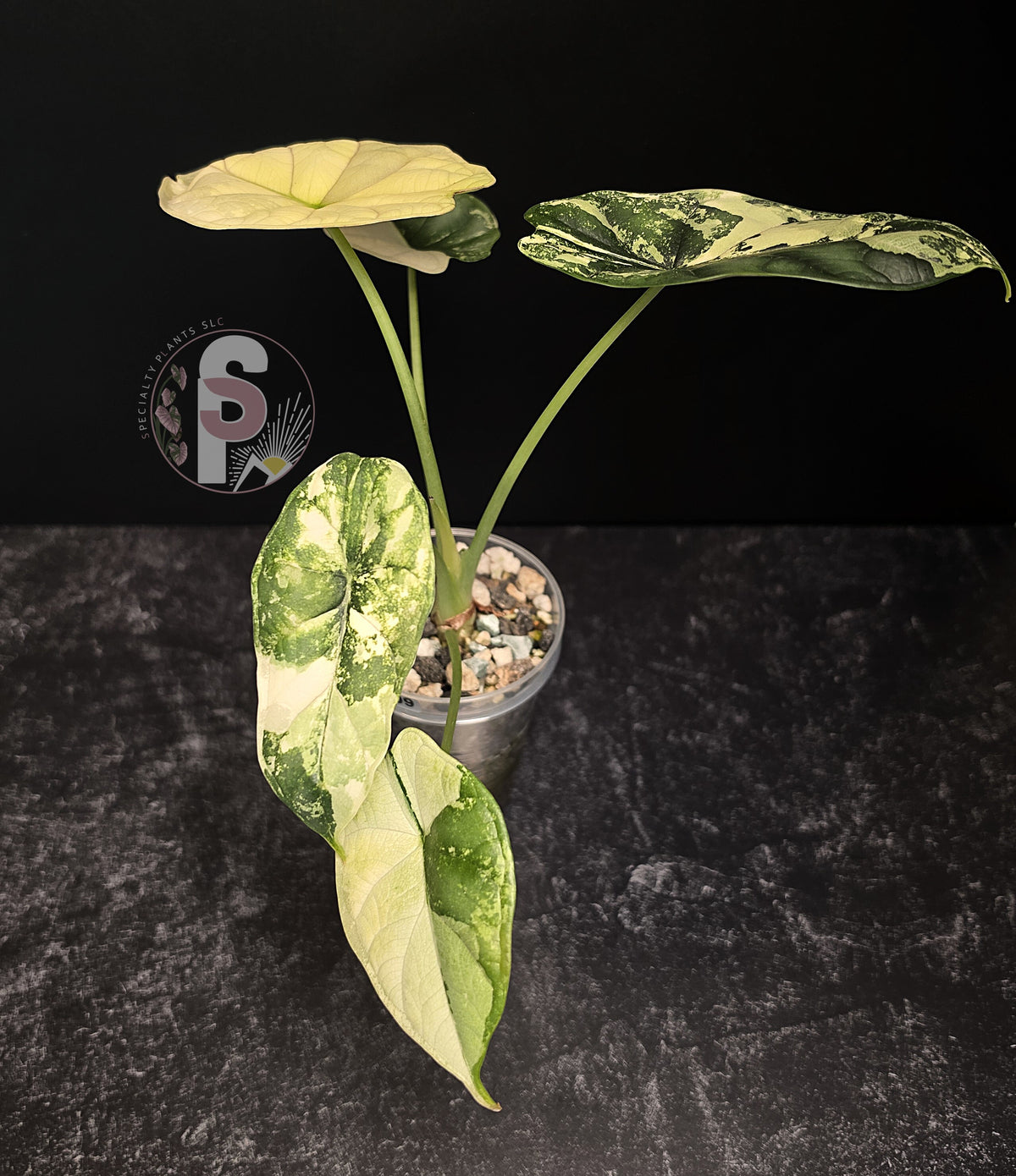 Alocasia dragon scale albo - 0809