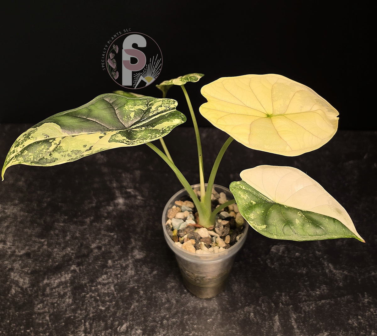 Alocasia dragon scale albo - 0809