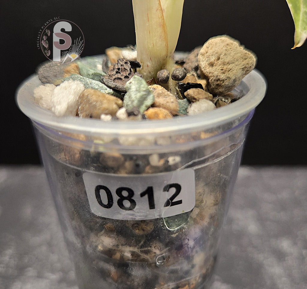 Alocasia nebula albo/pink - 0812