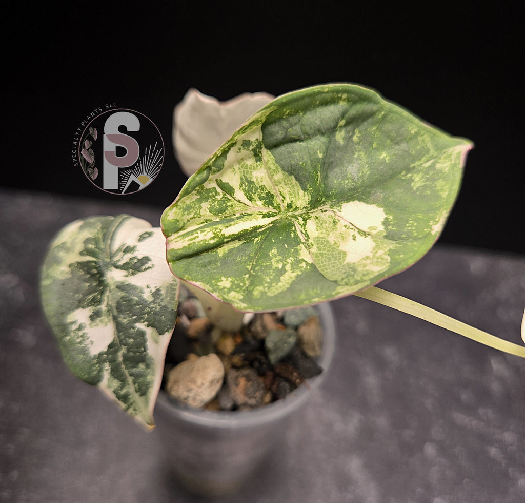 Alocasia nebula albo/pink - 0812