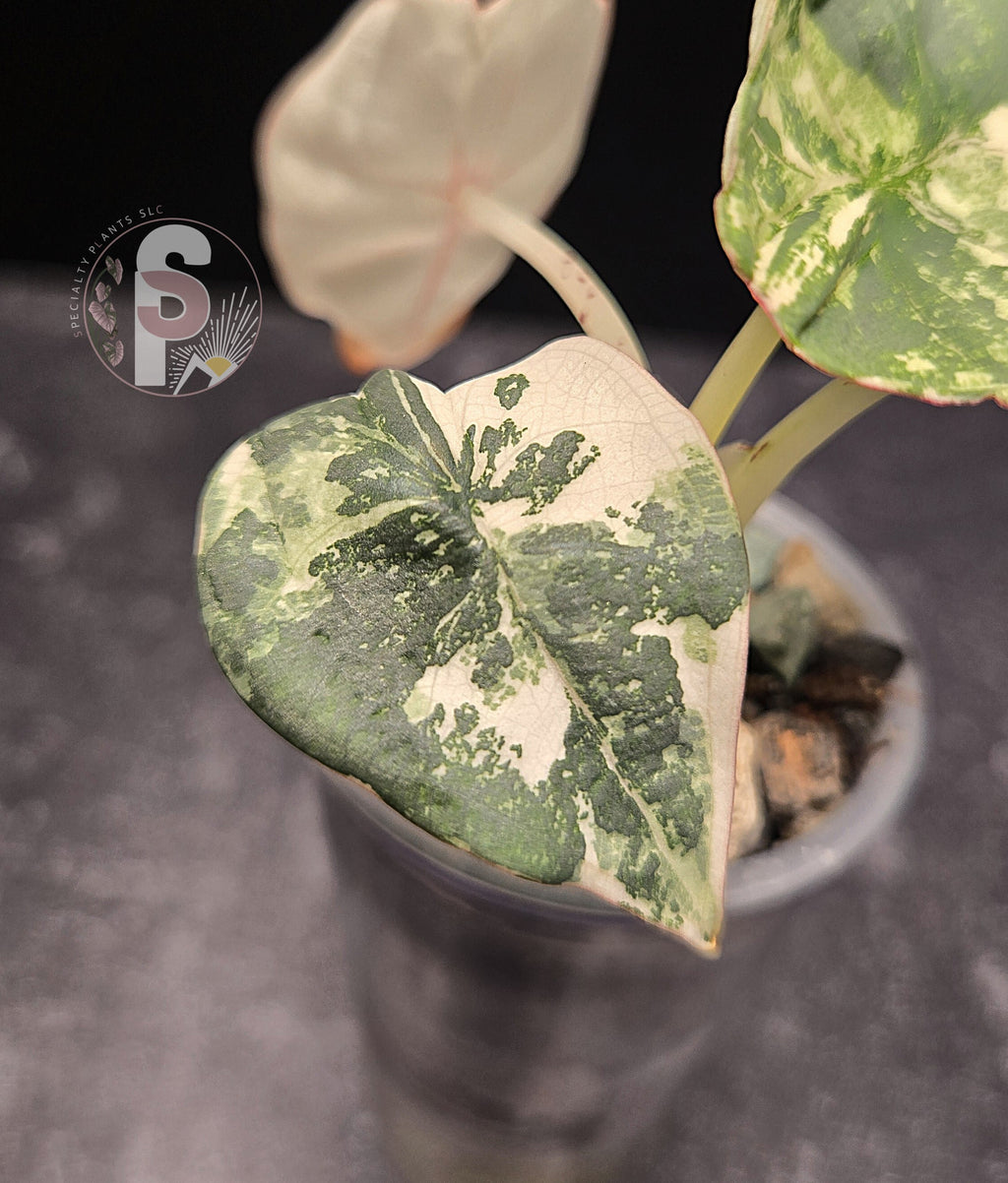 Alocasia nebula albo/pink - 0812