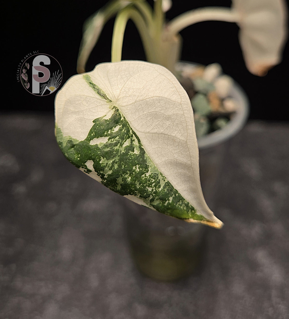 Alocasia nebula albo/pink - 0812