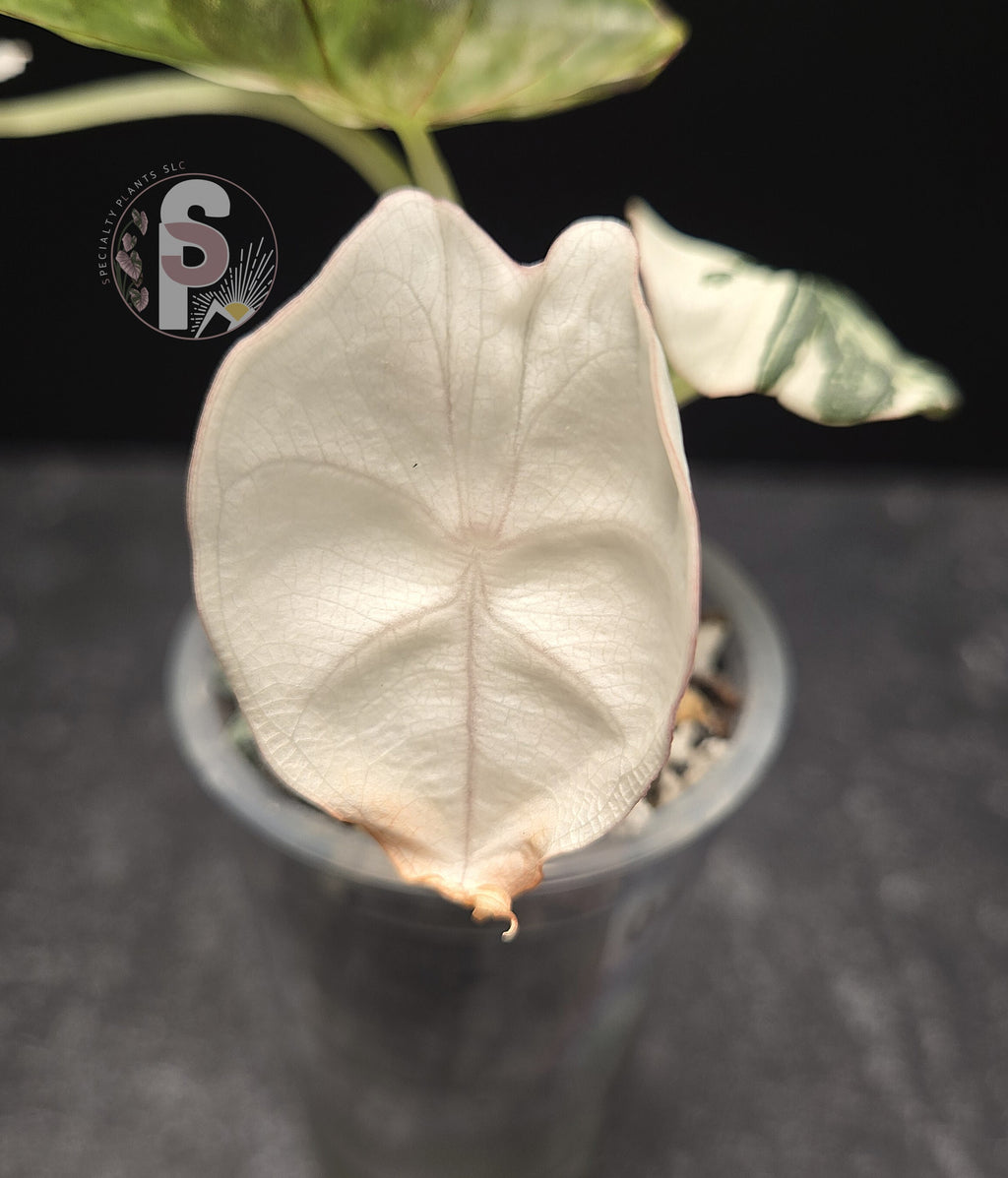 Alocasia nebula albo/pink - 0812