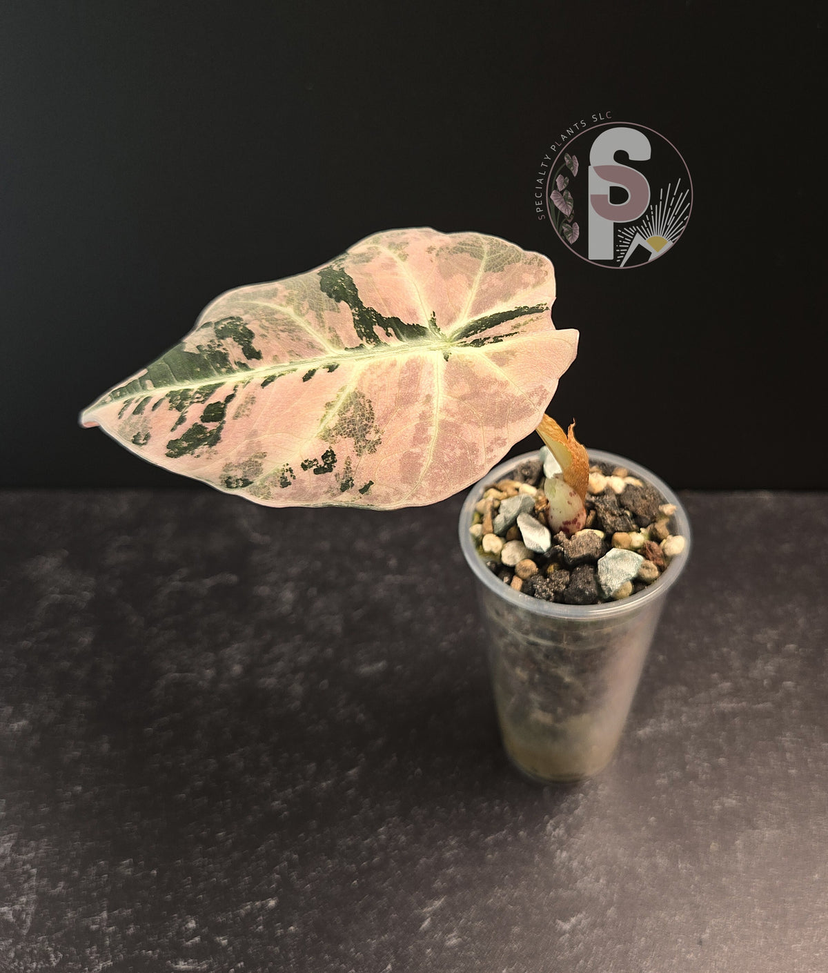 Alocasia pink black velvet - 0848
