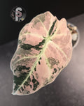 Alocasia pink black velvet - 0848