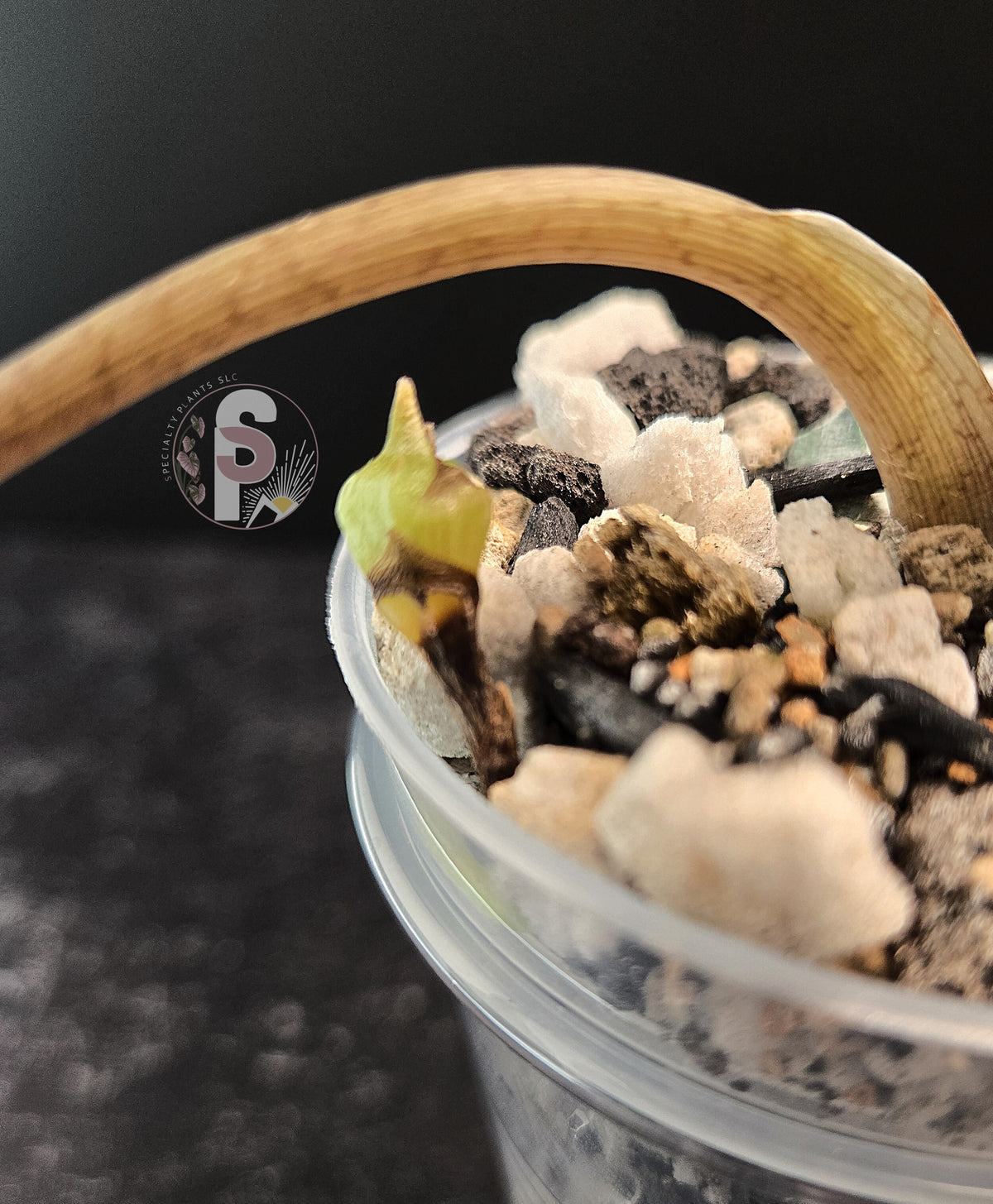Alocasia scalprum aurea - 0849