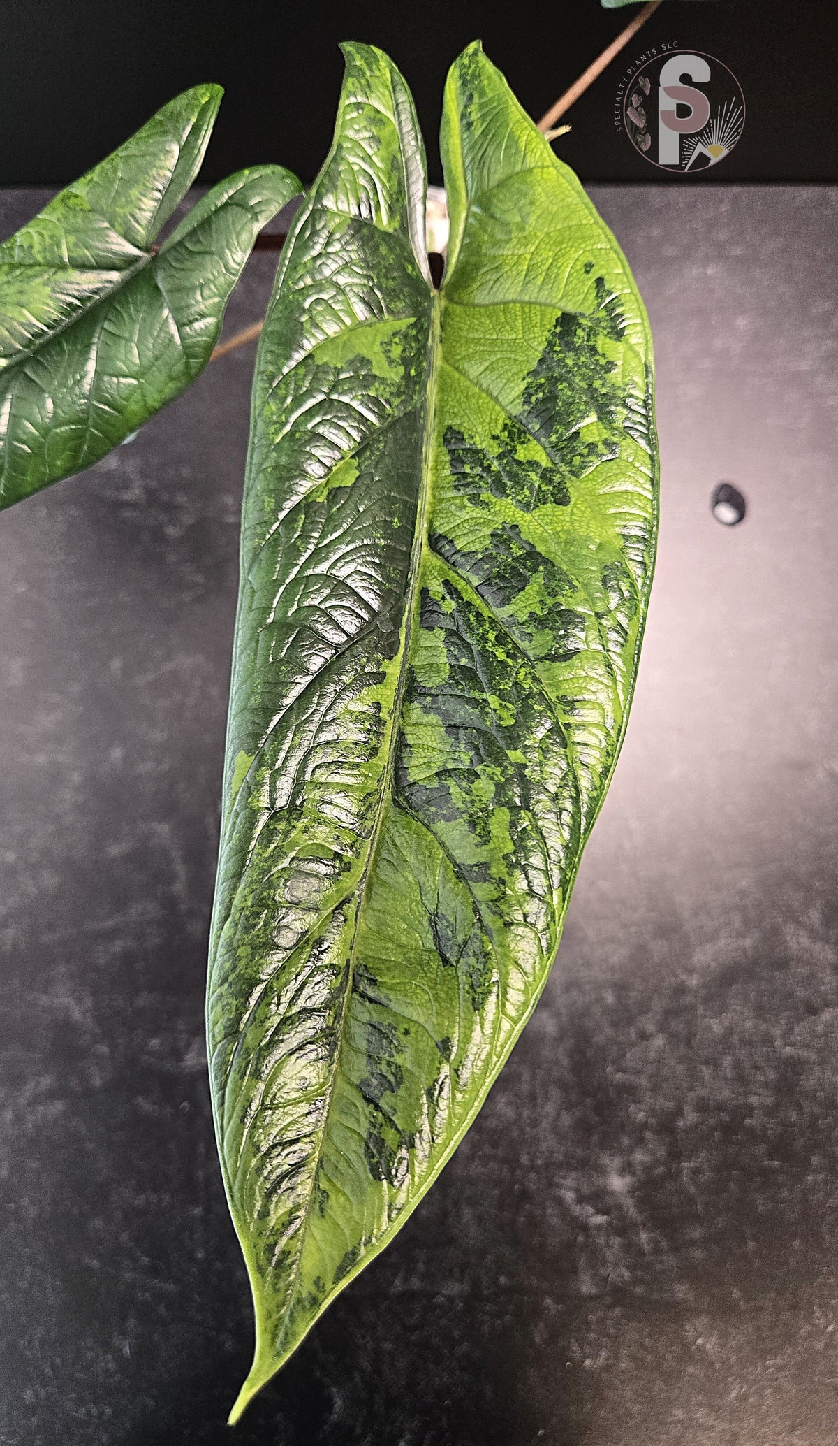 Alocasia scalprum aurea - 0849